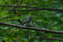 8/27　コサメビタキ