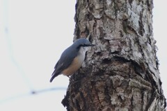 1/19 ゴジュウカラ