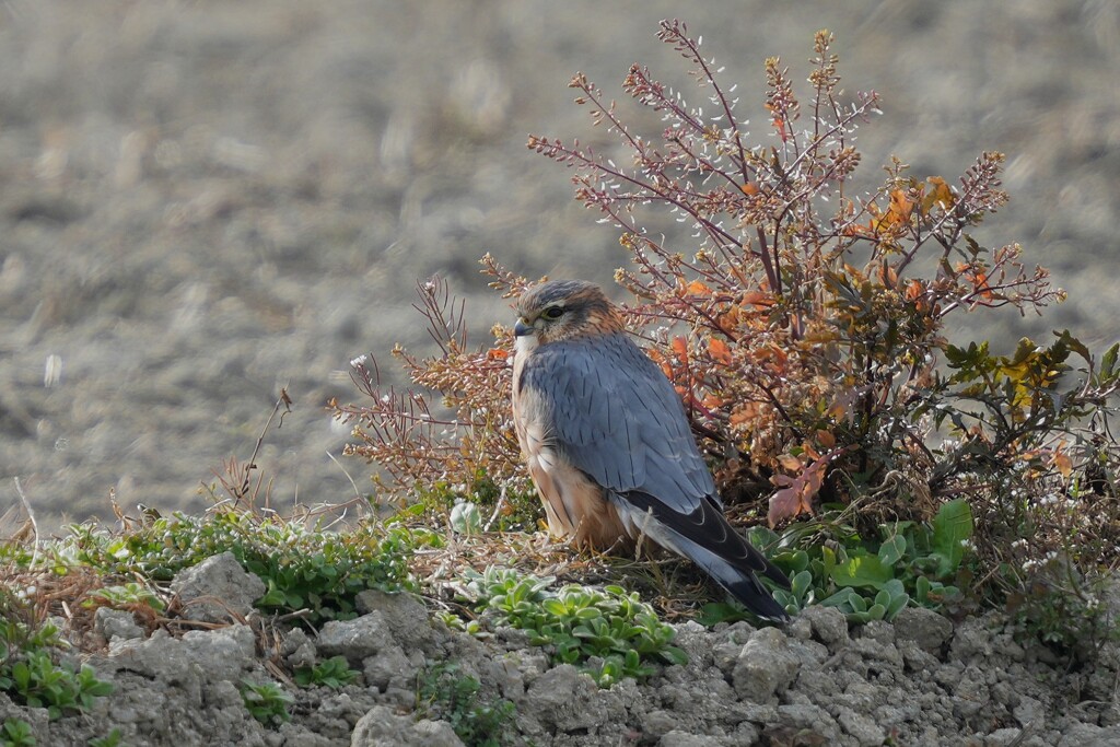1/11 コチョウゲンボウ