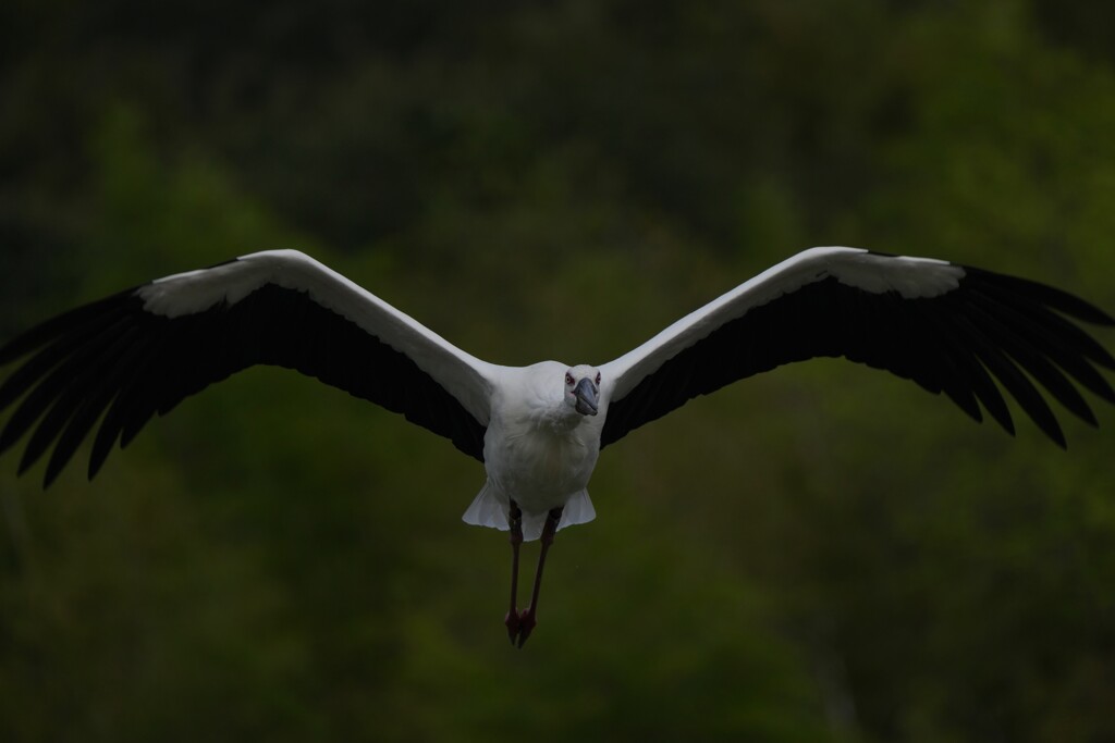 10/6 コウノトリ