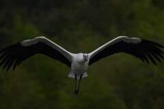 10/6 コウノトリ