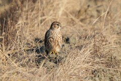 12/16 コチョウゲンボウ