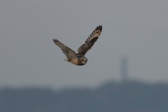 1/17 コミミズク