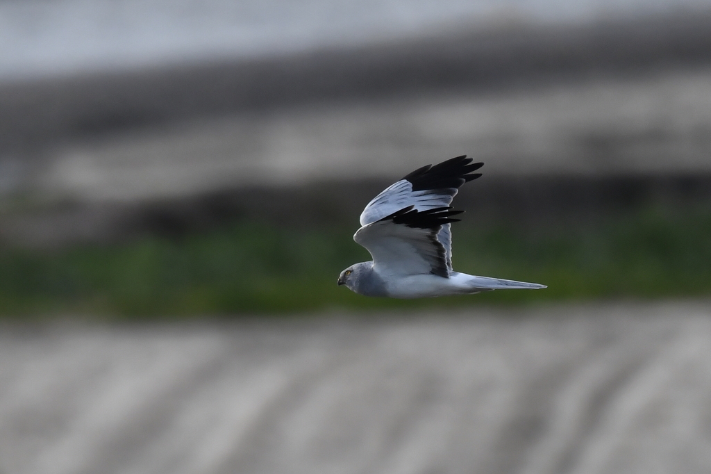 10/20　ハイイロチュウヒ
