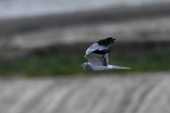 10/20　ハイイロチュウヒ