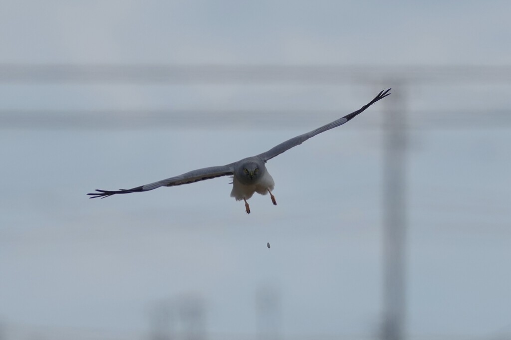 1/3 ハイイロチュウヒ