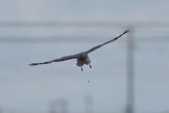 1/3 ハイイロチュウヒ