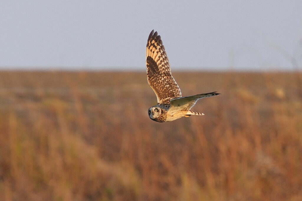 12/30 コミミズク