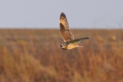 12/30 コミミズク