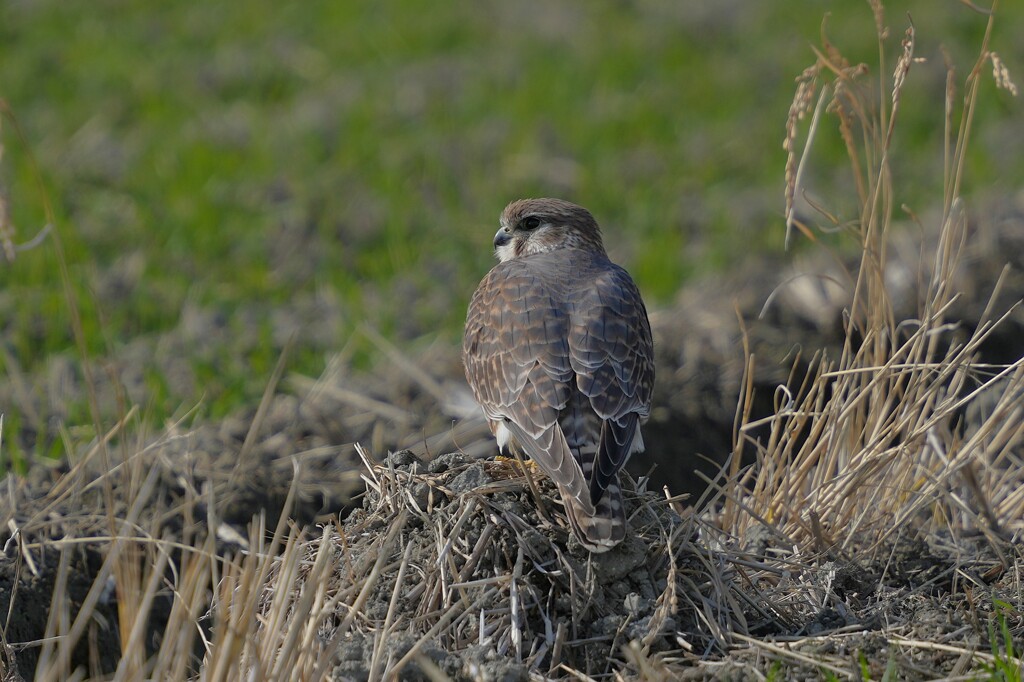 1/2 コチョウゲンボウ