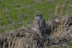 1/2 コチョウゲンボウ