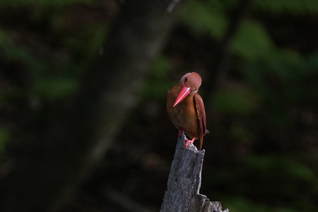 6/11 アカショウビン