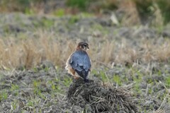 1/2 コチョウゲンボウ