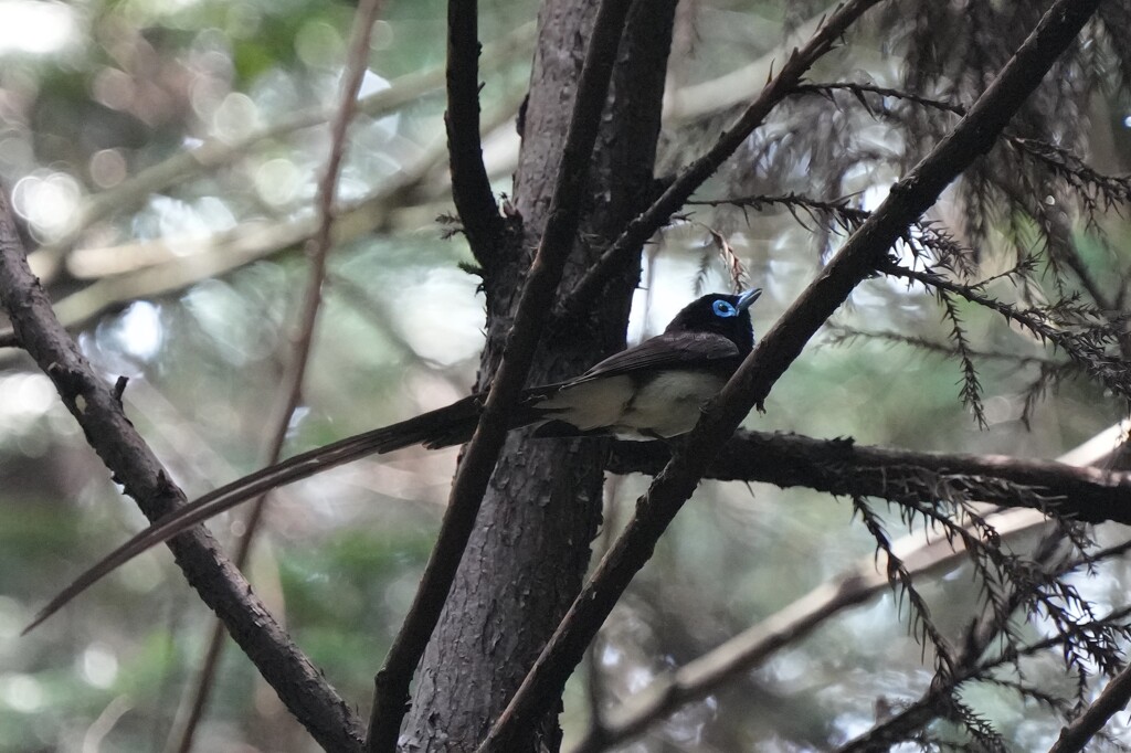 6/19　サンコウチョウ