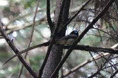 6/19　サンコウチョウ