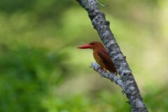 6/26 アカショウビン 6/26 アカショウビン