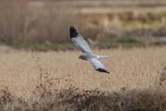 1/3 ハイイロチュウヒ