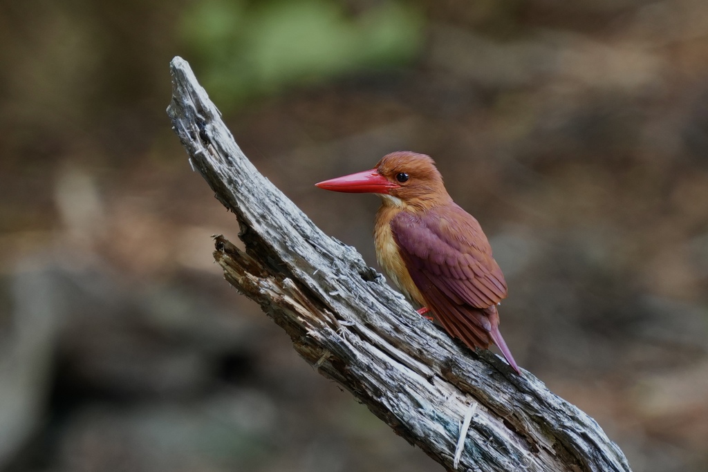 6/9 アカショウビン