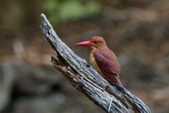 6/9 アカショウビン