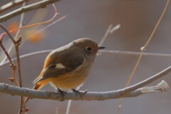 12/29 ジョウビタキ