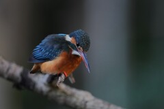 2/5 カワセミ