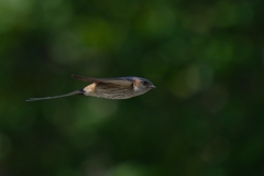 5/22　コシアカツバメ