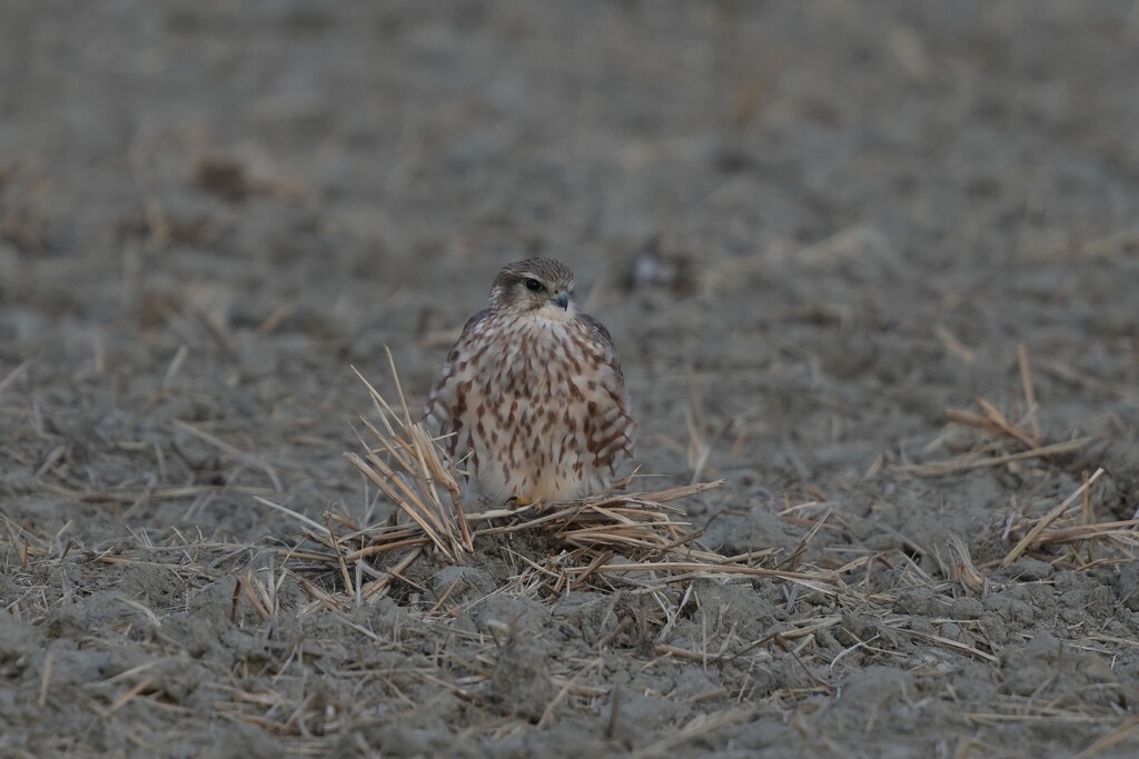 2/5 コチョウゲンボウ