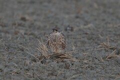 2/5 コチョウゲンボウ