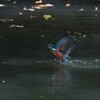 5/5 カワセミ