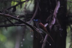 6/29 サンコウチョウ