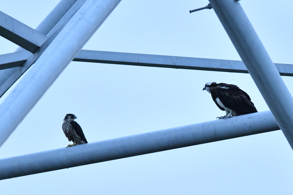 10/22 ハヤブサ＆ミサゴ