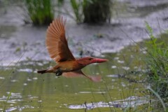 6/25 アカショウビン 6/25 アカショウビン