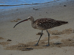 ダイシャクシギ