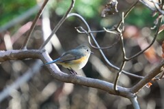 1212/27 ルリビタキ