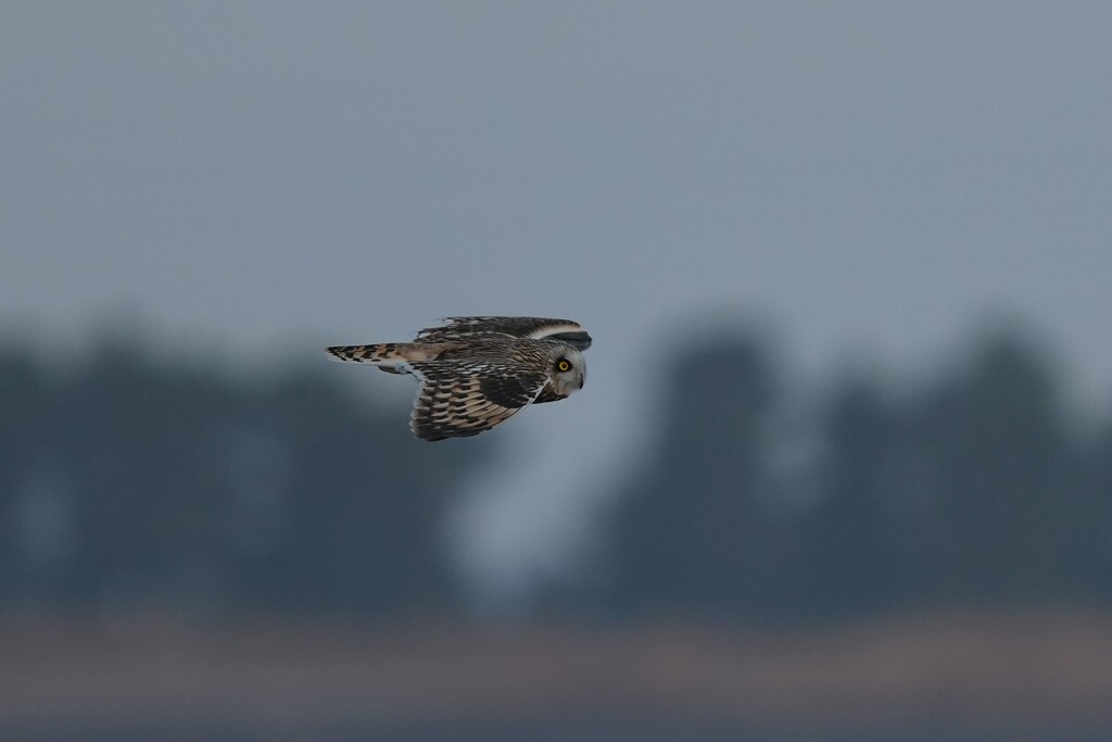 1/17 コミミズク