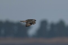 1/17 コミミズク