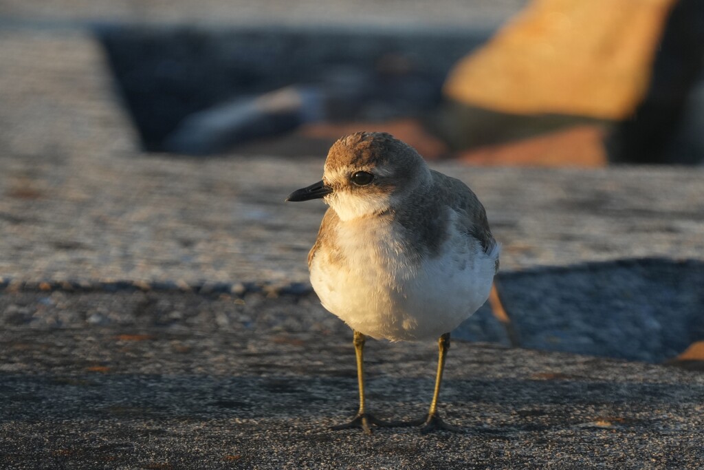 10/16　メダイチドリ