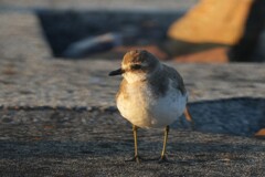 10/16　メダイチドリ