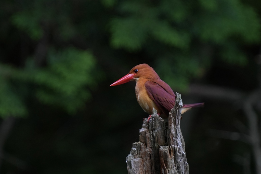 6/10 アカショウビン