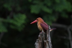 6/10 アカショウビン