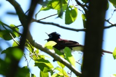 7/24　サンコウチョウ