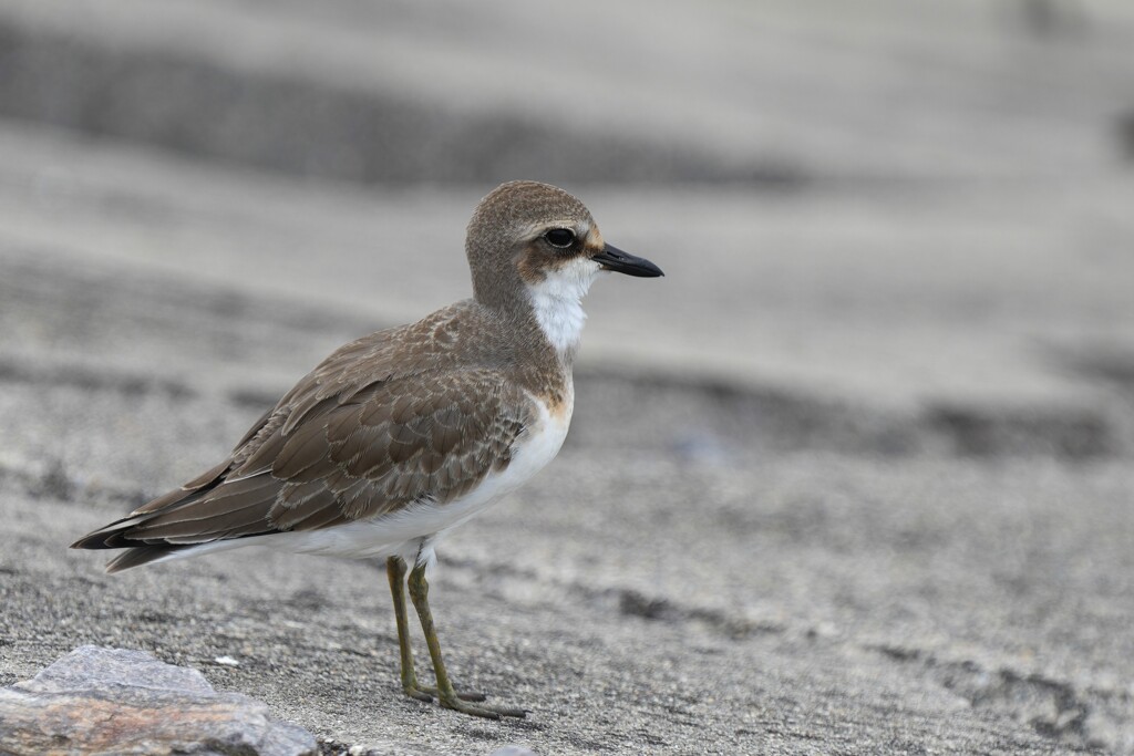 8/21　メダイチドリ