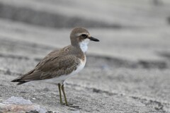 8/21　メダイチドリ