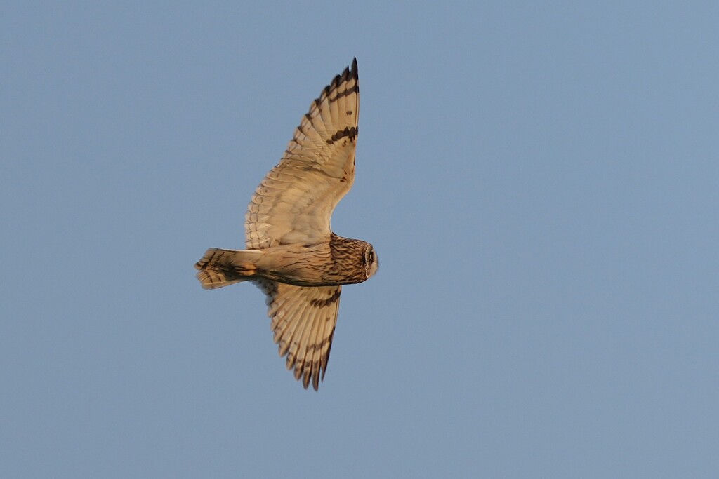 12/30 コミミズク