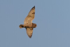 12/30 コミミズク