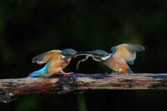 9/18 カワセミ 9/18 カワセミ