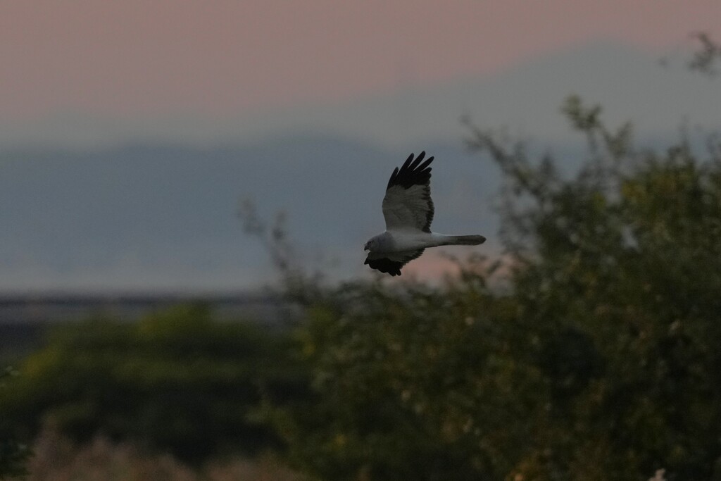 11/24 ハイイロチュウヒ
