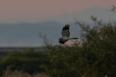 11/24 ハイイロチュウヒ