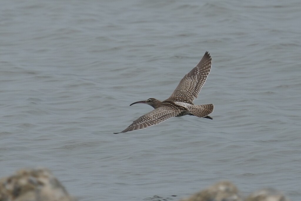 8/21 チュウシャクシギ