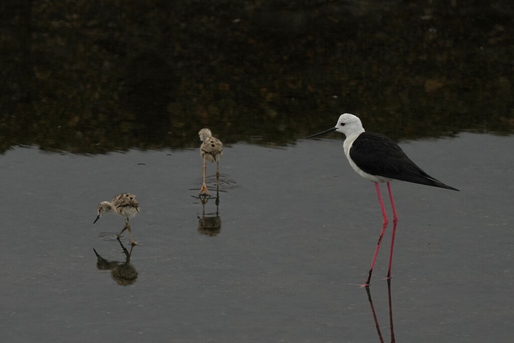 7/10　セイタカシギ